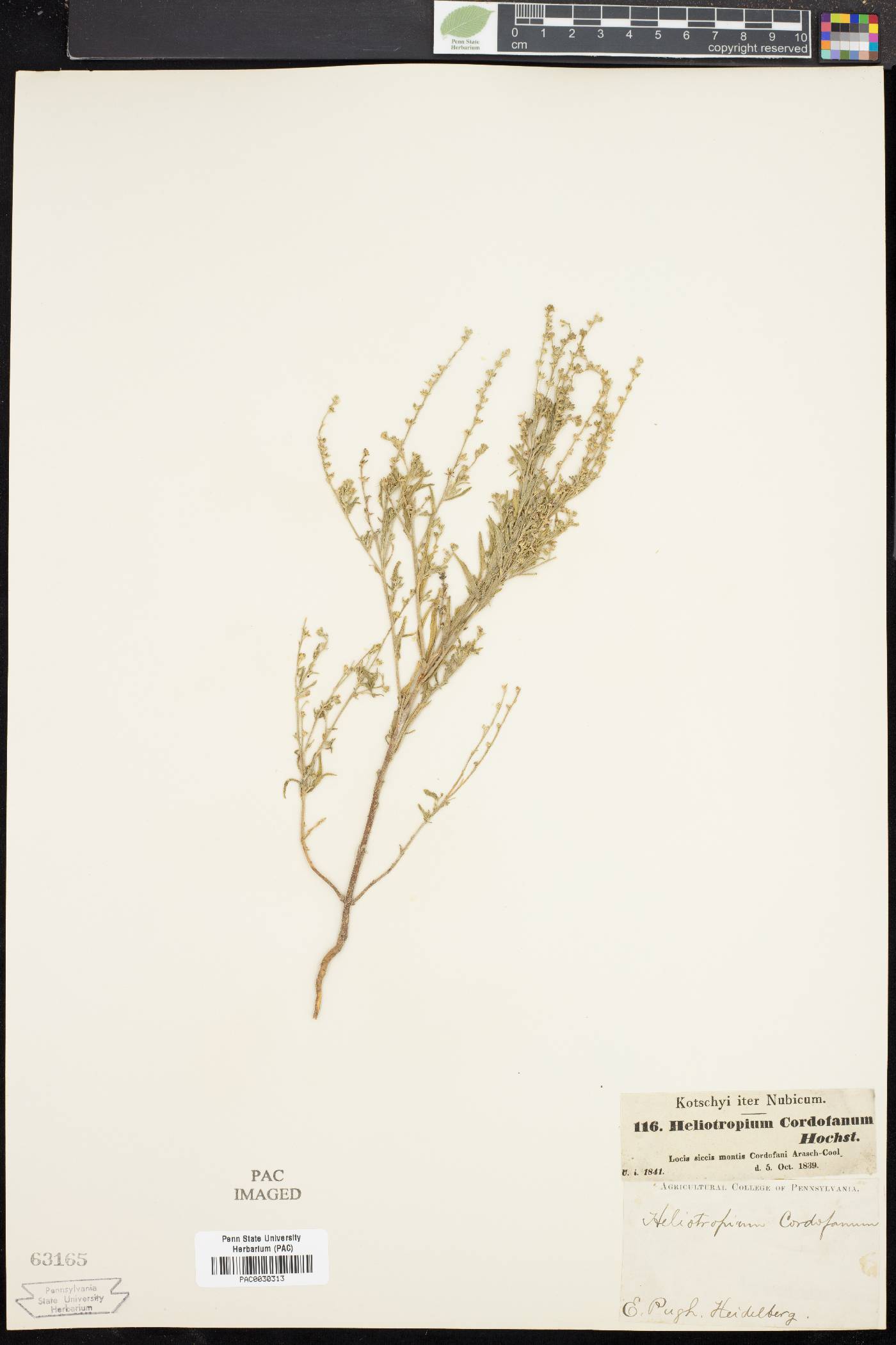 Heliotropium cordofanum image