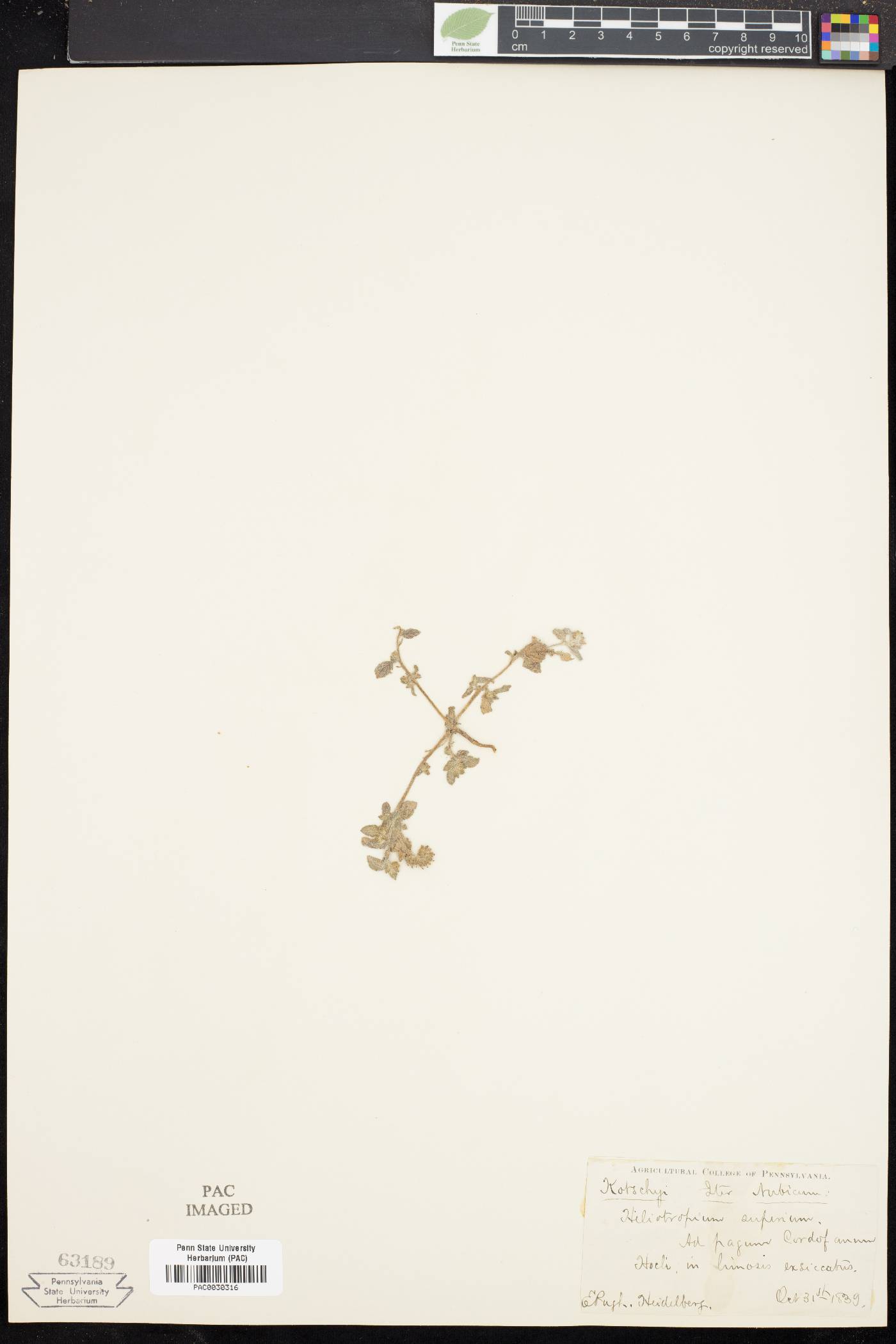 Heliotropium supinum image