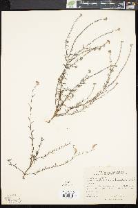 Heliotropium ternatum image