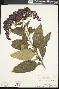 Heliotropium arborescens image