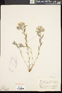 Lithospermum canescens image