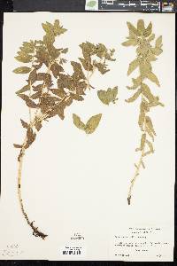 Image of Lithospermum californicum