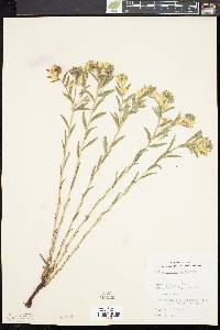 Lithospermum canescens image