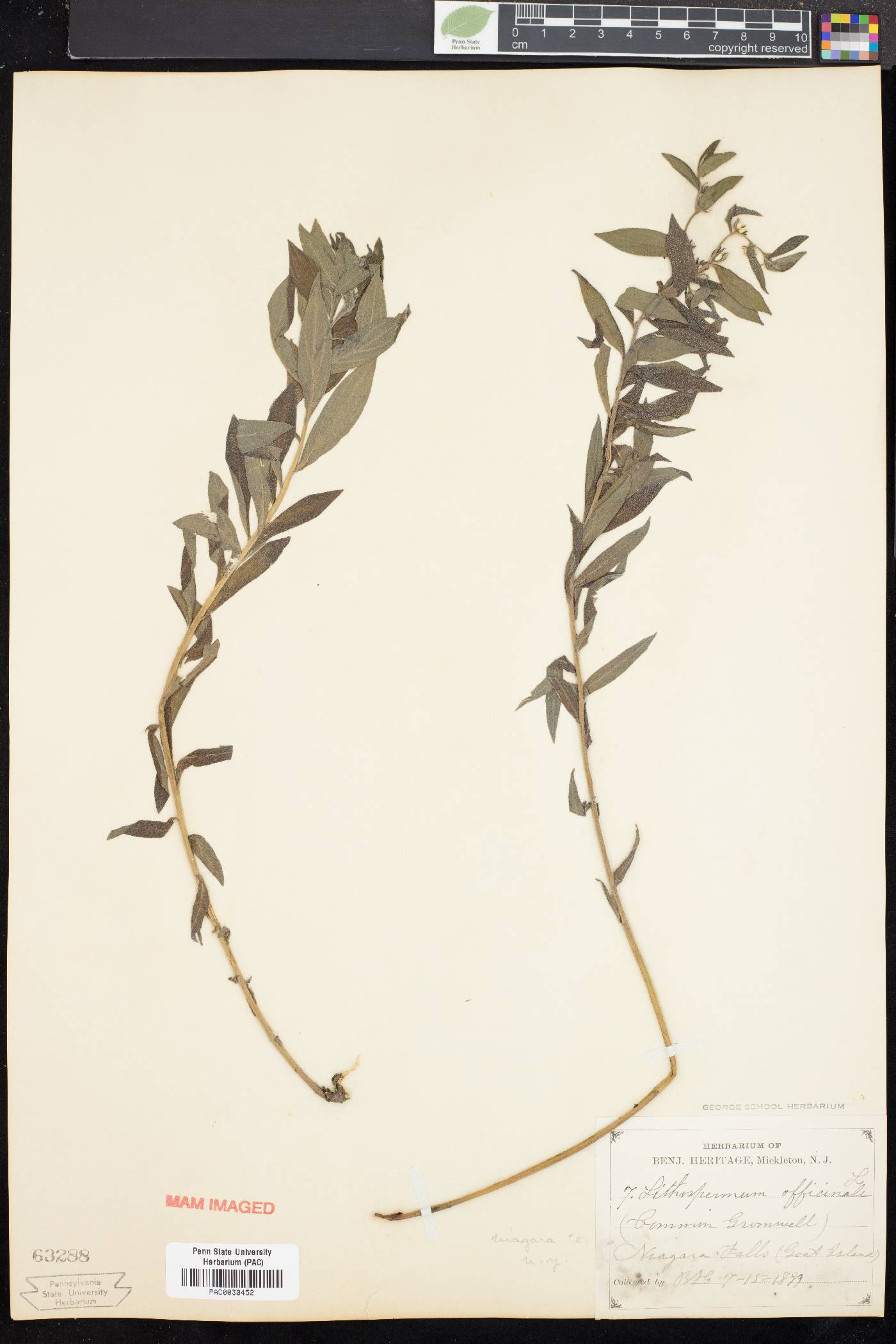 Lithospermum officinale image