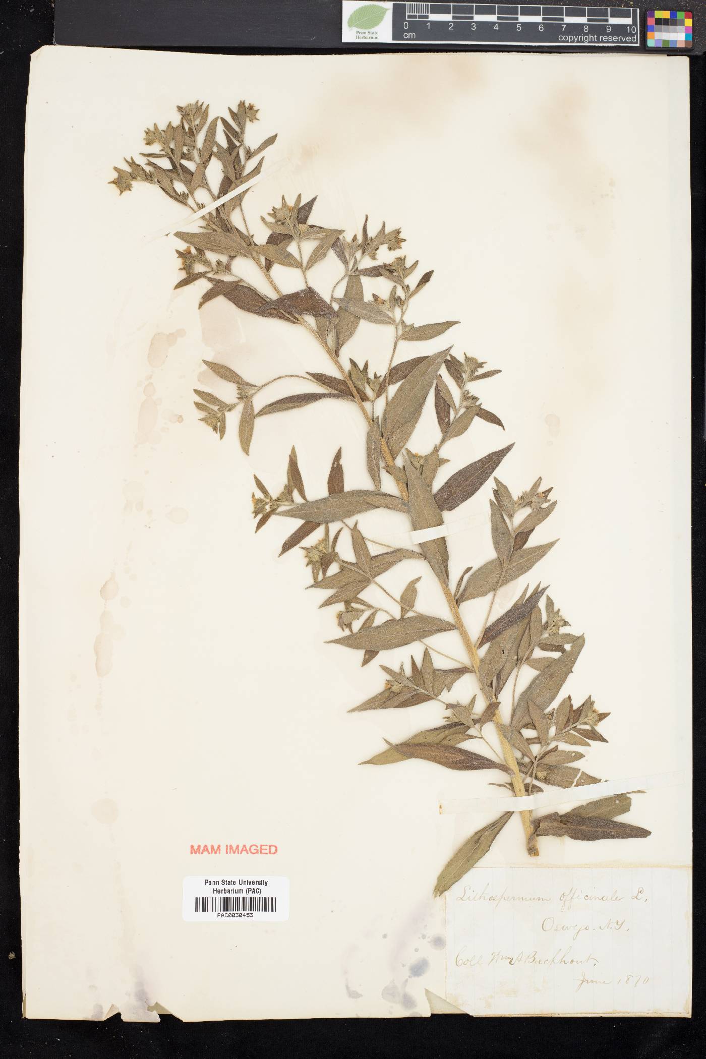 Lithospermum officinale image