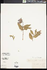 Image of Mertensia sibirica