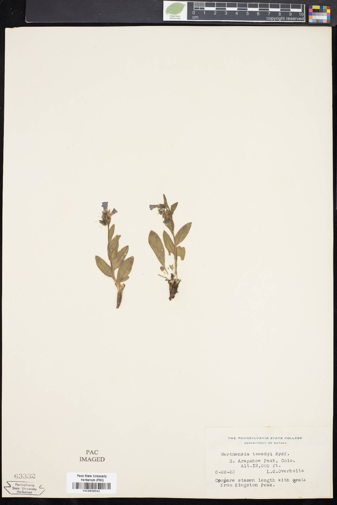 Mertensia tweedyi image