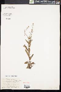 Myosotis laxa image