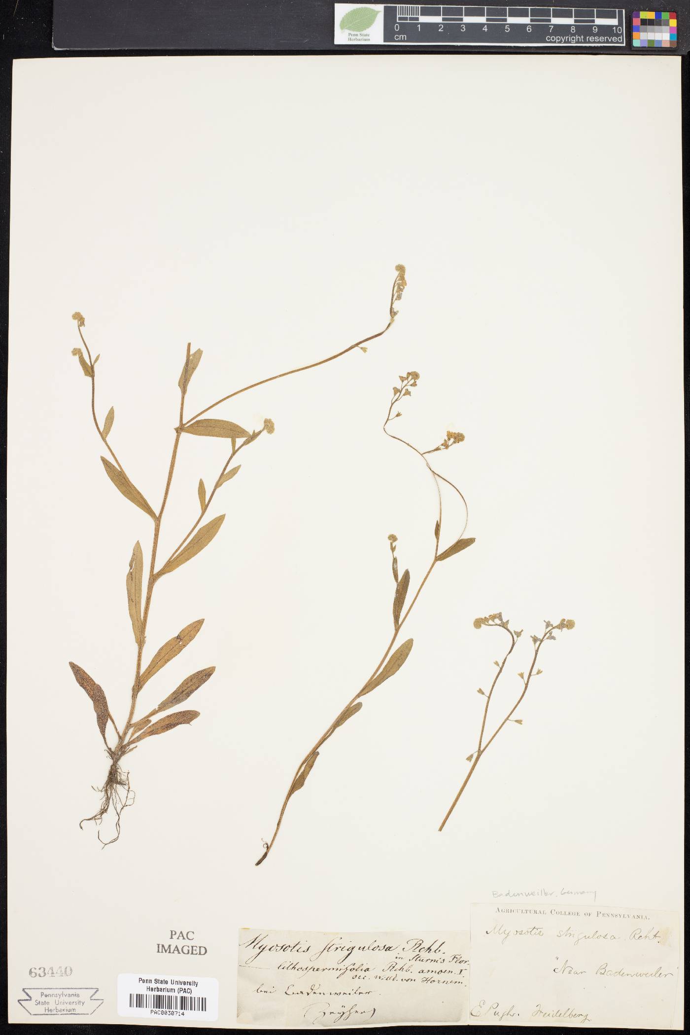 Myosotis strigulosa image