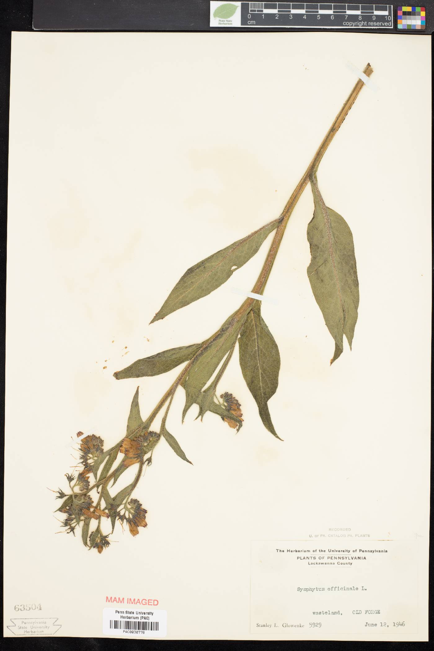 Symphytum officinale image