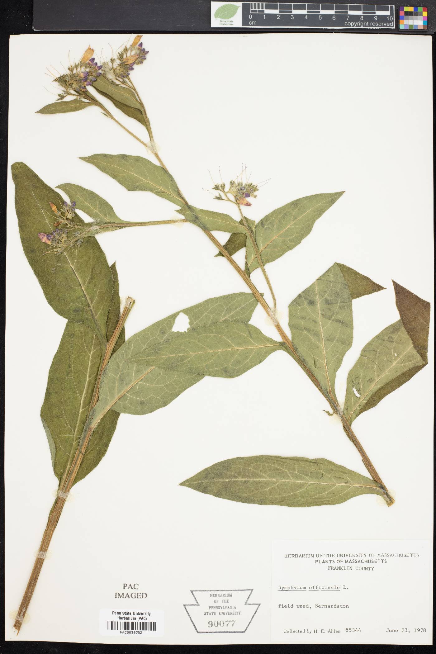 Symphytum officinale image