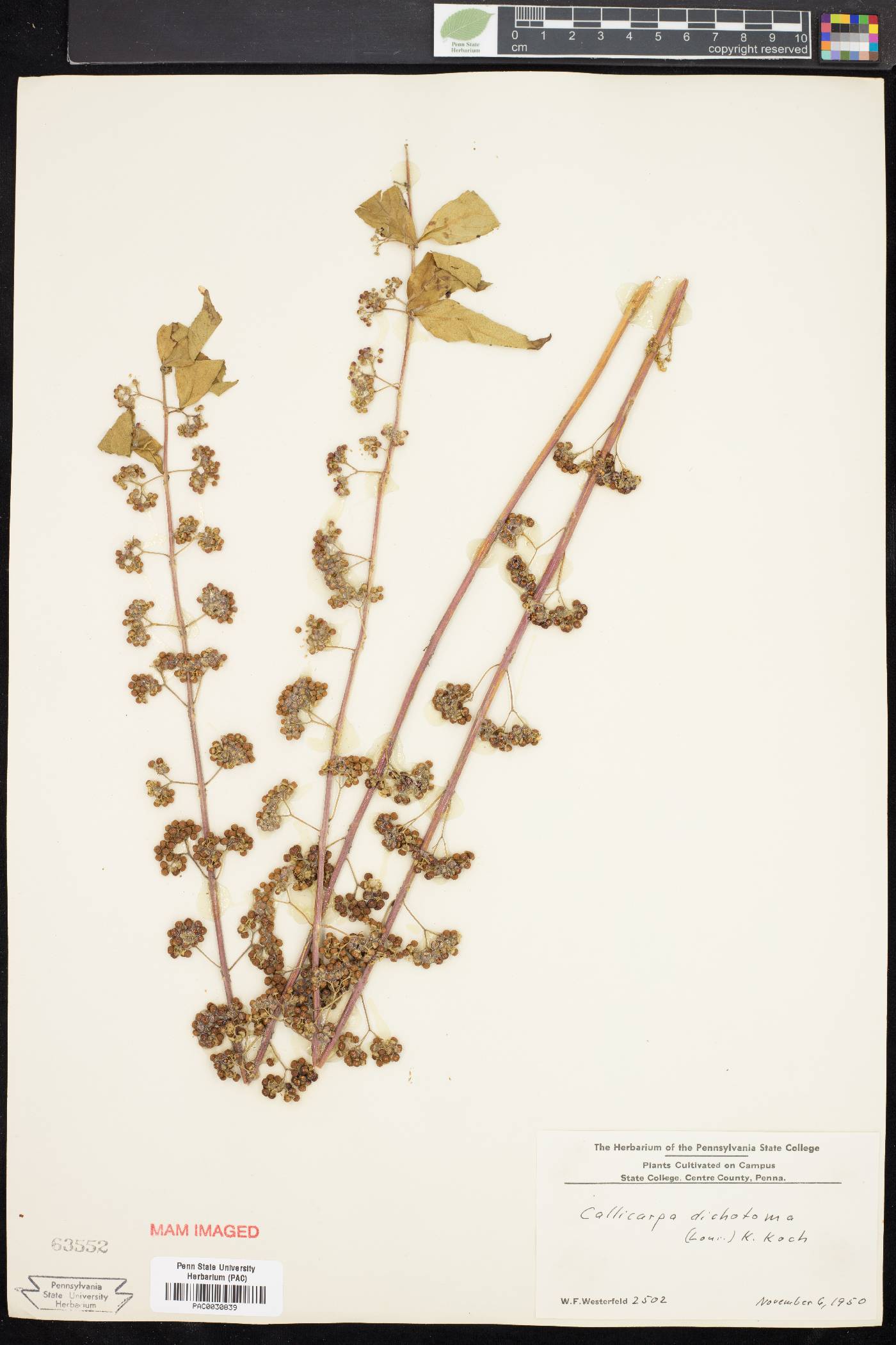 Callicarpa dichotoma image