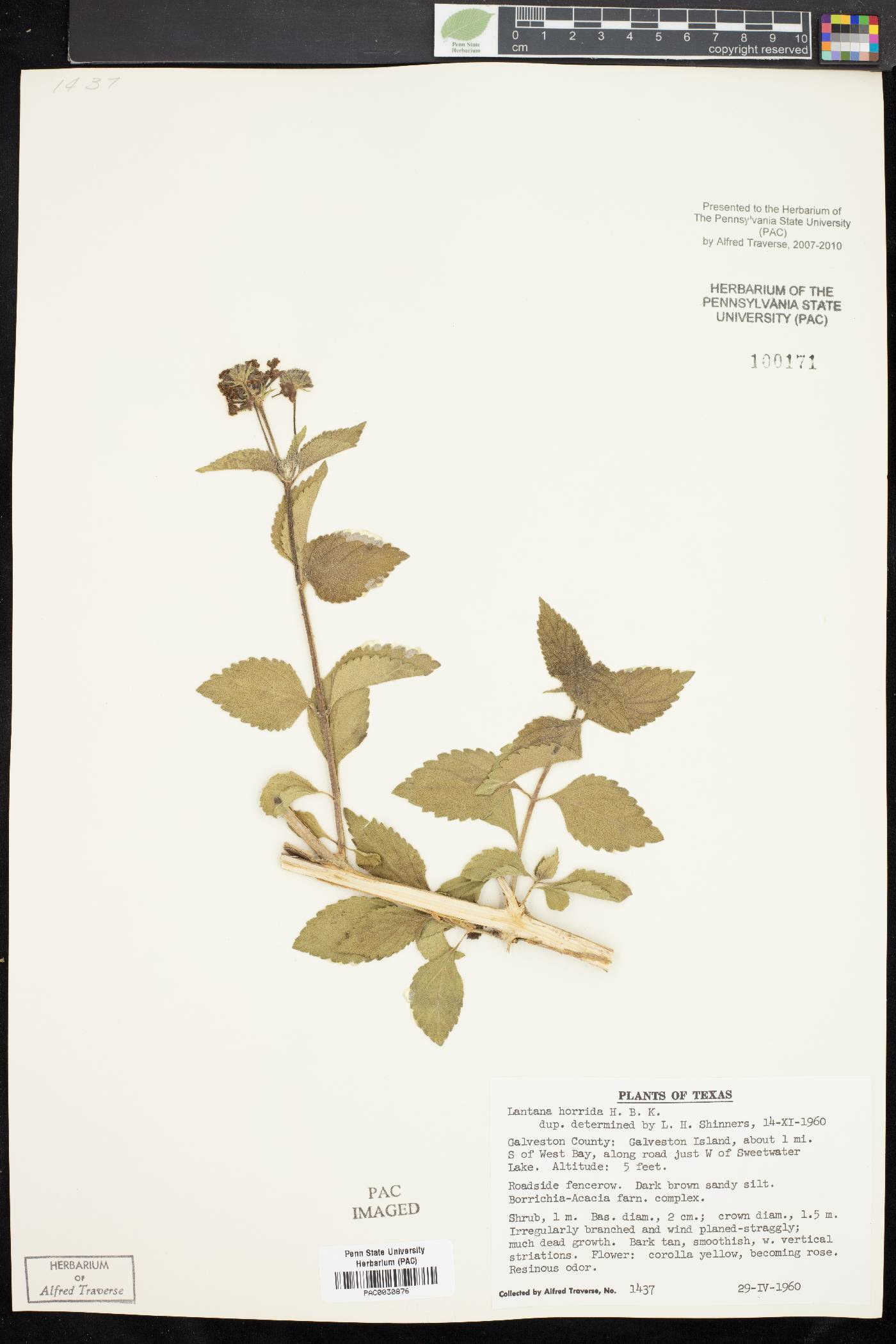 Lantana horrida image