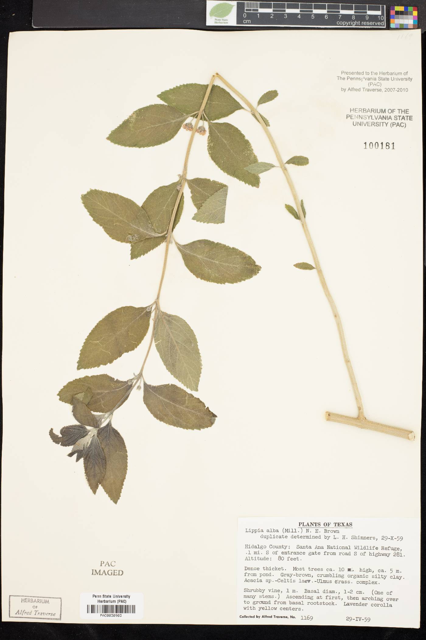 Lippia alba image