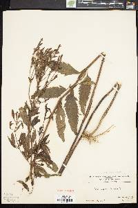 Verbena hastata image