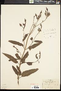 Verbena hastata image