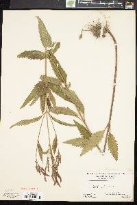 Verbena hastata image