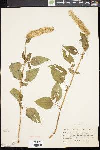 Agastache scrophulariifolia image