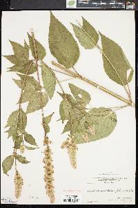 Agastache scrophulariifolia image