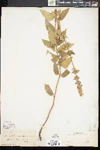 Agastache foeniculum image