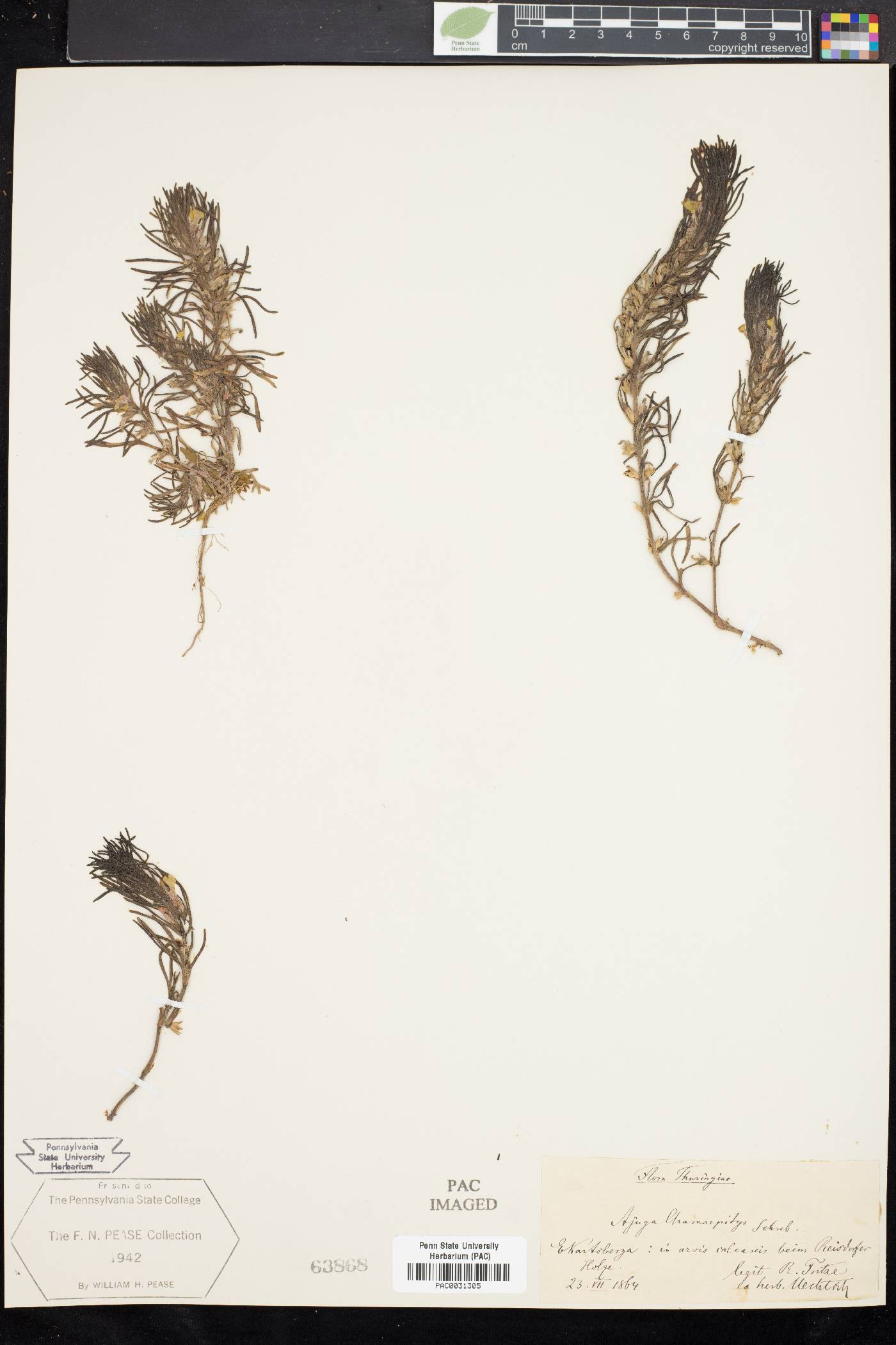 Ajuga chamaepitys image