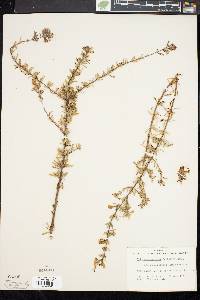 Image of Clinopodium ashei