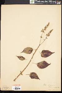 Plectranthus thyrsoideus image