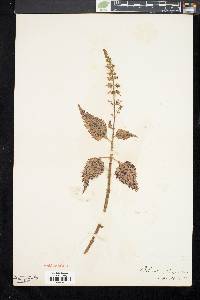Plectranthus thyrsoideus image