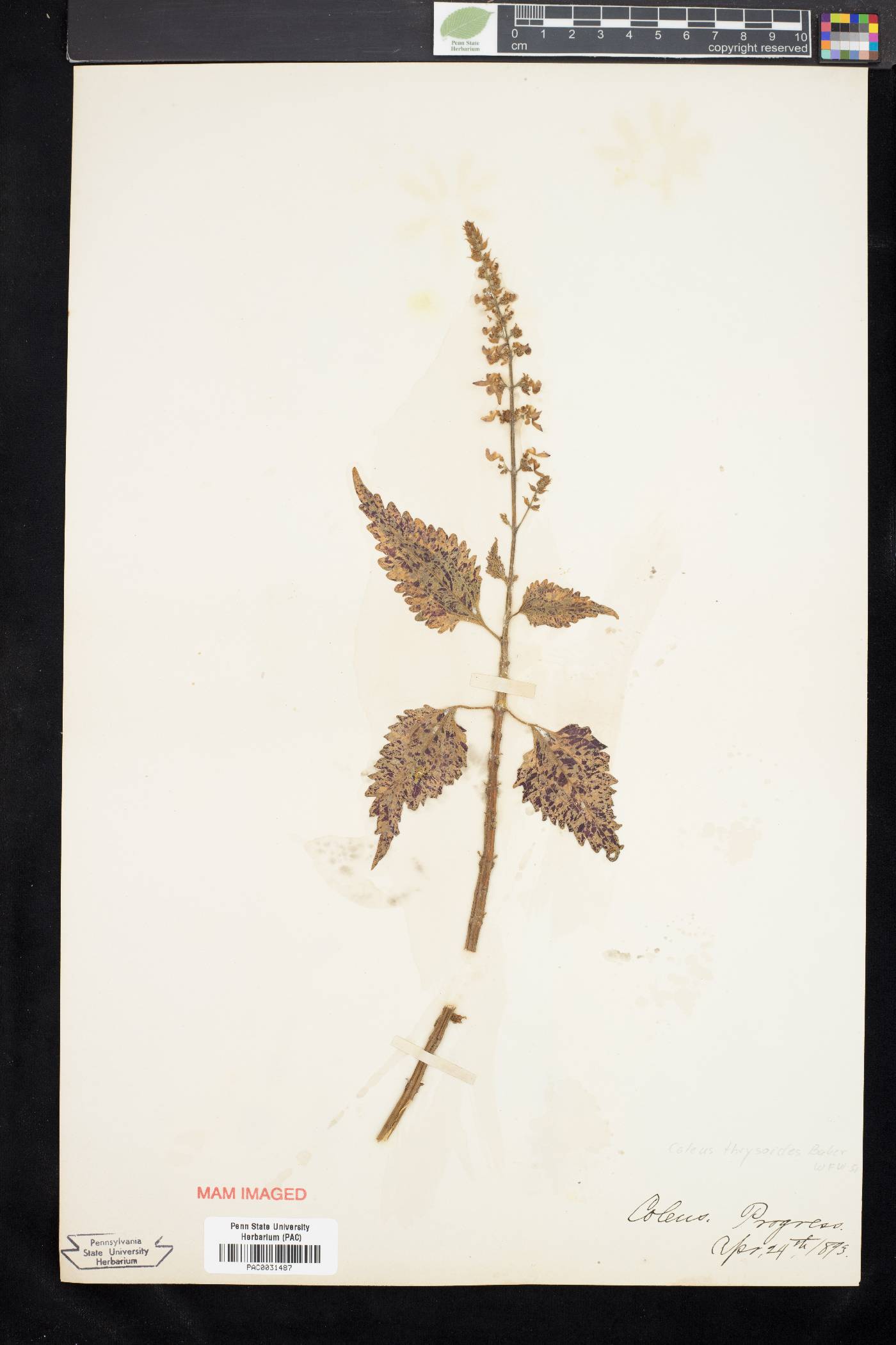 Plectranthus thyrsoideus image