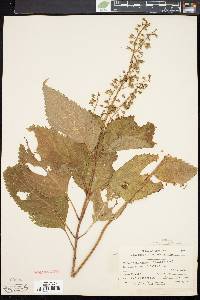 Collinsonia canadensis image