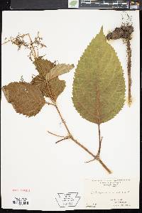 Collinsonia canadensis image