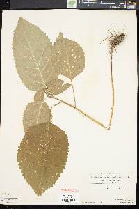 Collinsonia canadensis image