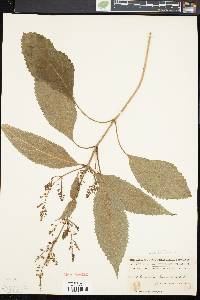 Collinsonia canadensis image