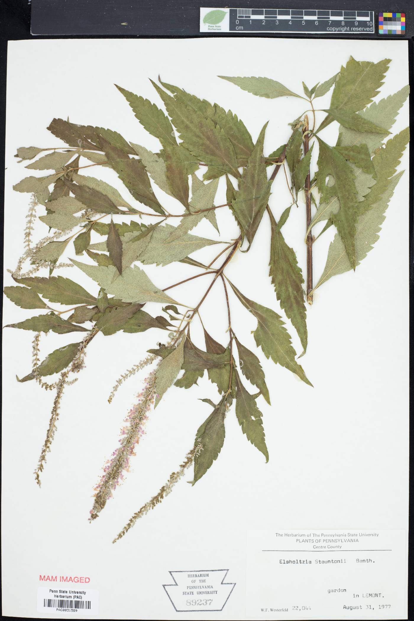 Elsholtzia stauntonii image