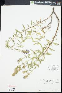 Hyssopus officinalis image