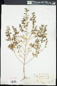 Trichostema coeruleum image