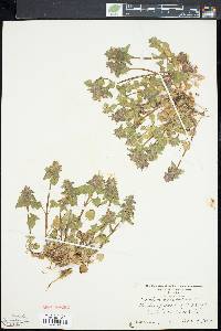 Lamium purpureum image