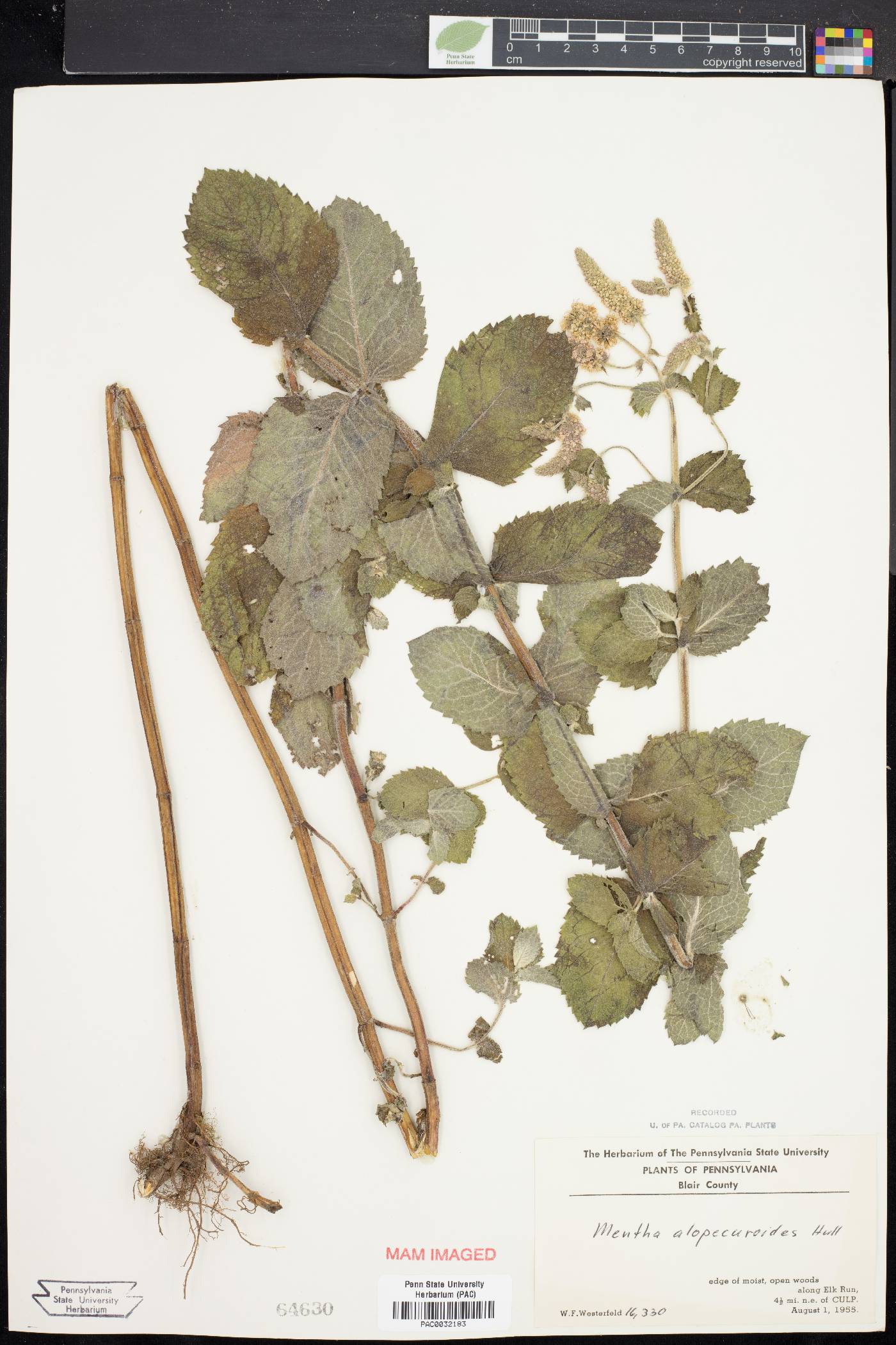 Mentha alopecuroides image