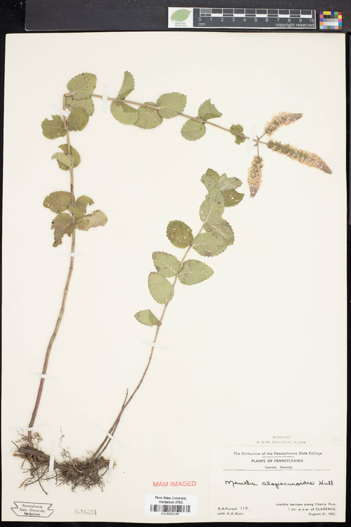 Mentha alopecuroides image