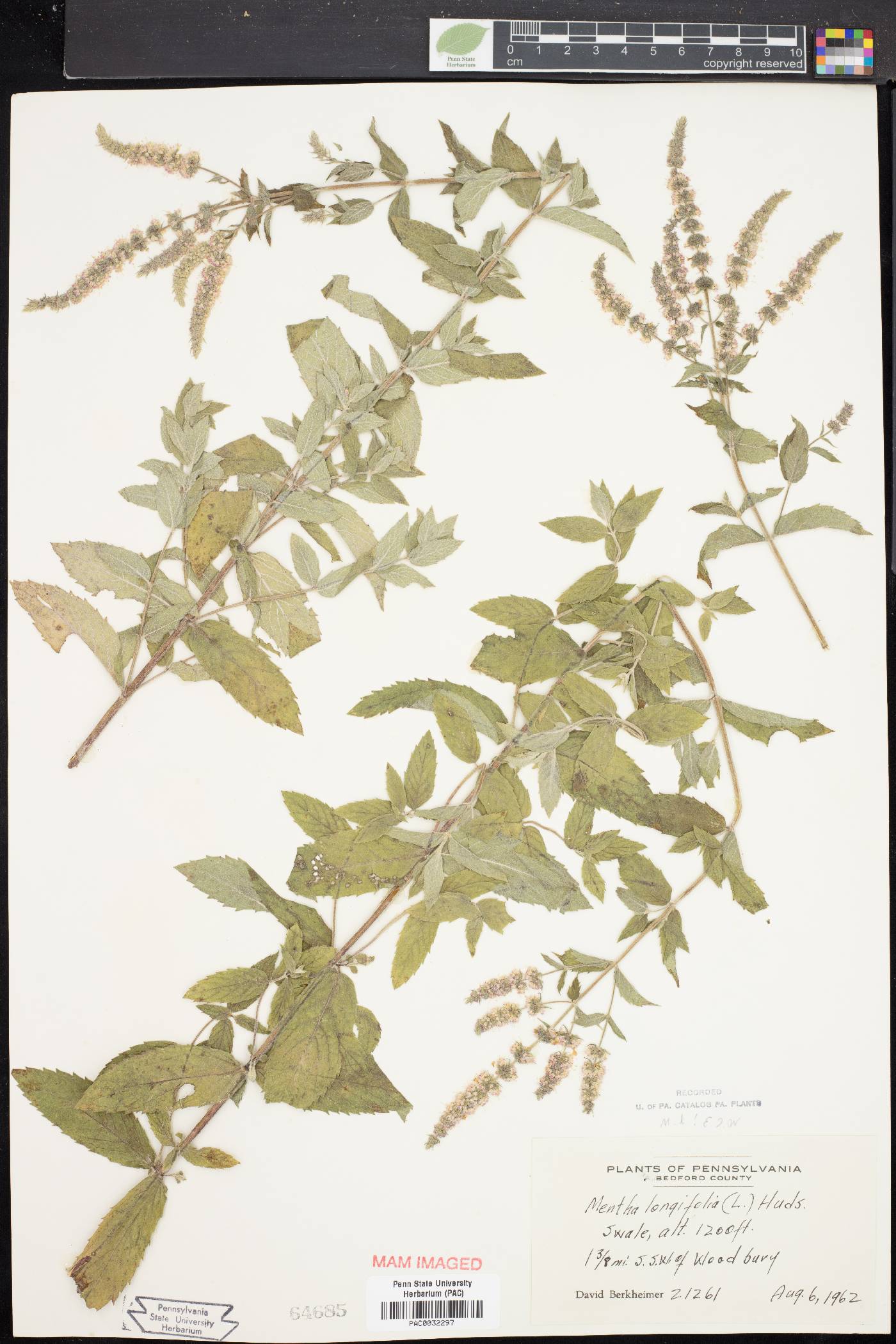 Mentha longifolia image