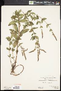 Mentha spicata image