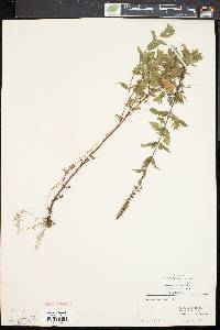 Mentha spicata image