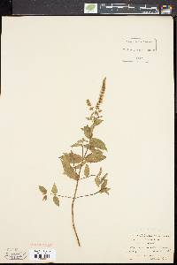 Mentha spicata image