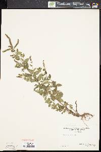 Mentha spicata image