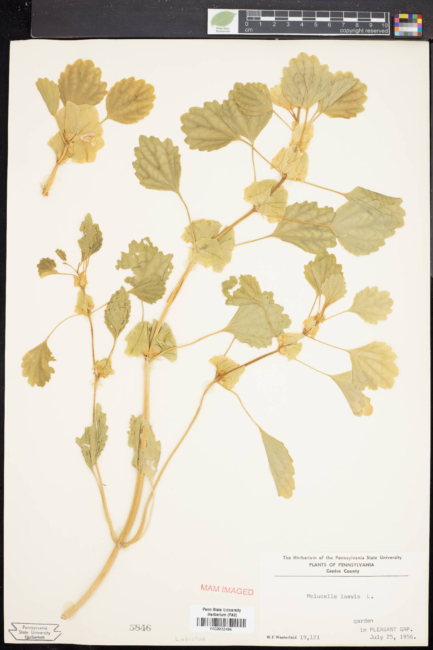 Molucella laevis image