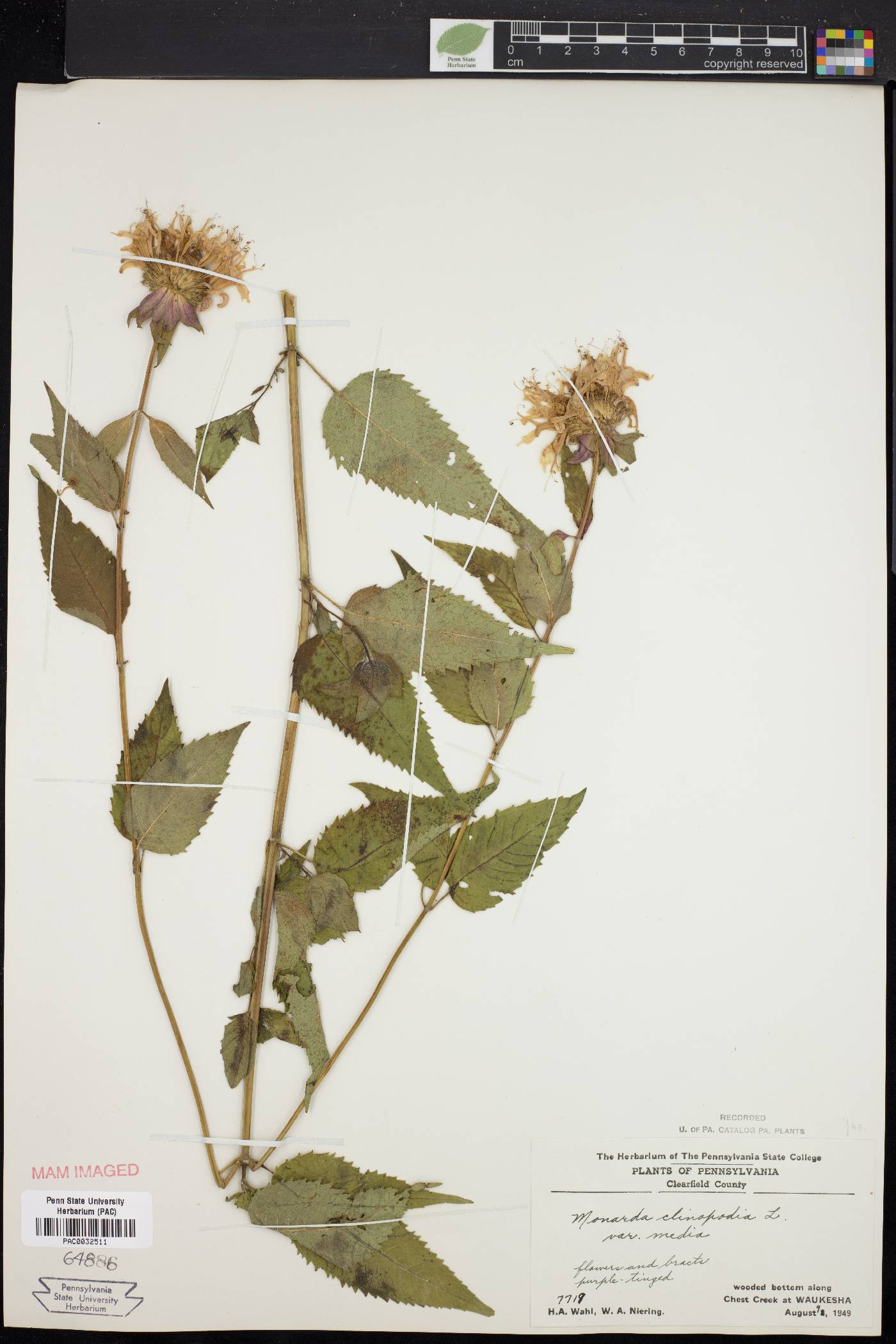 Monarda × media image