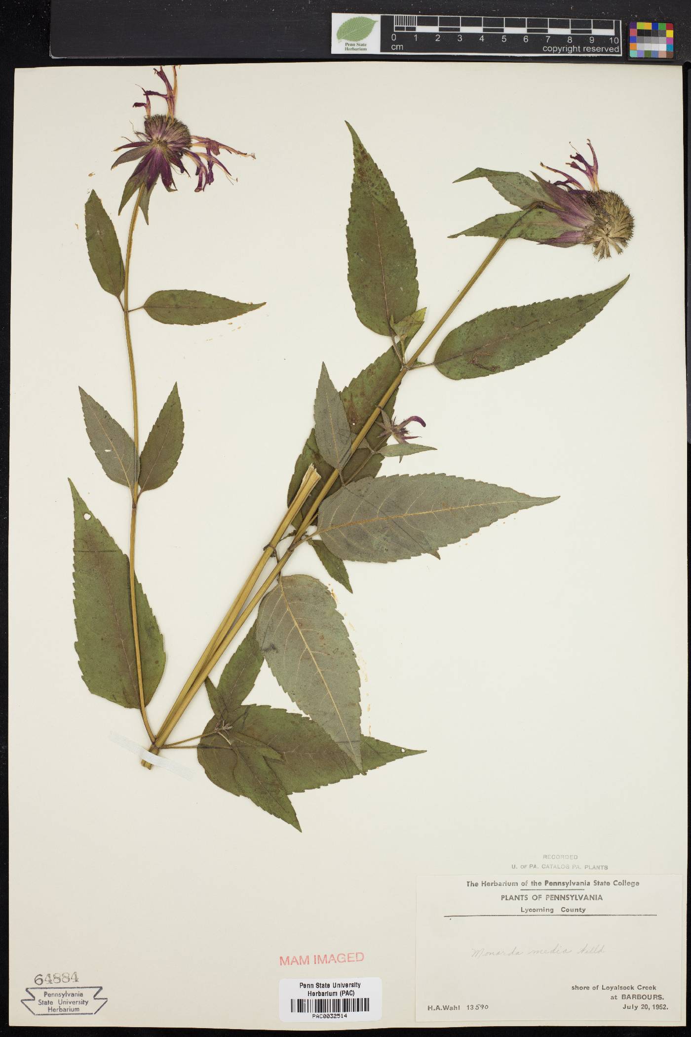 Monarda × media image