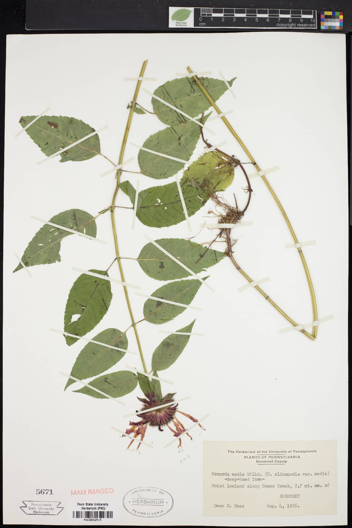 Monarda × media image