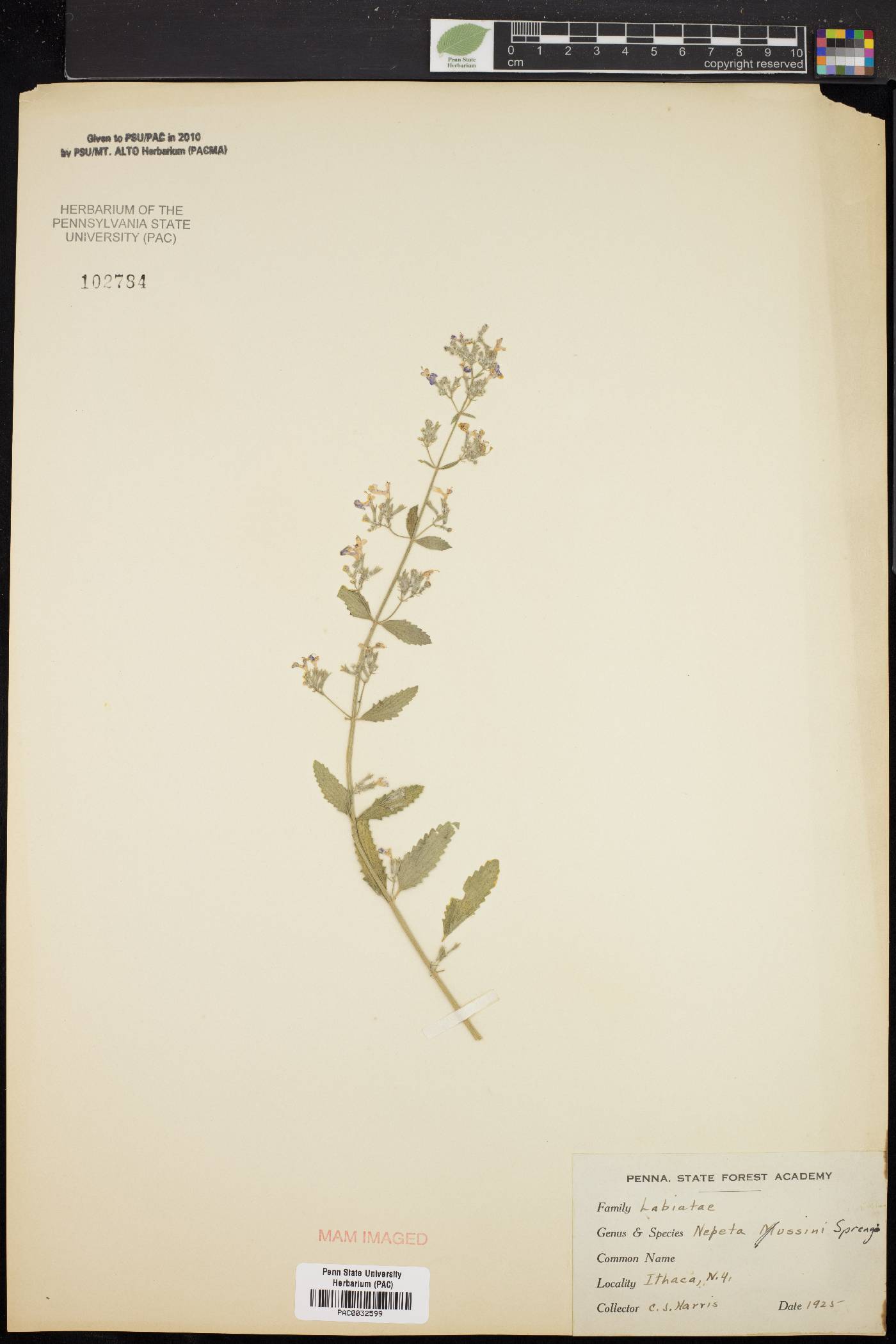 Nepeta mussinii image