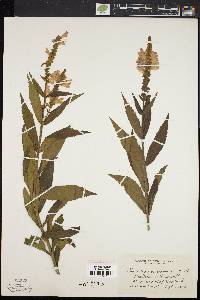 Physostegia virginiana image